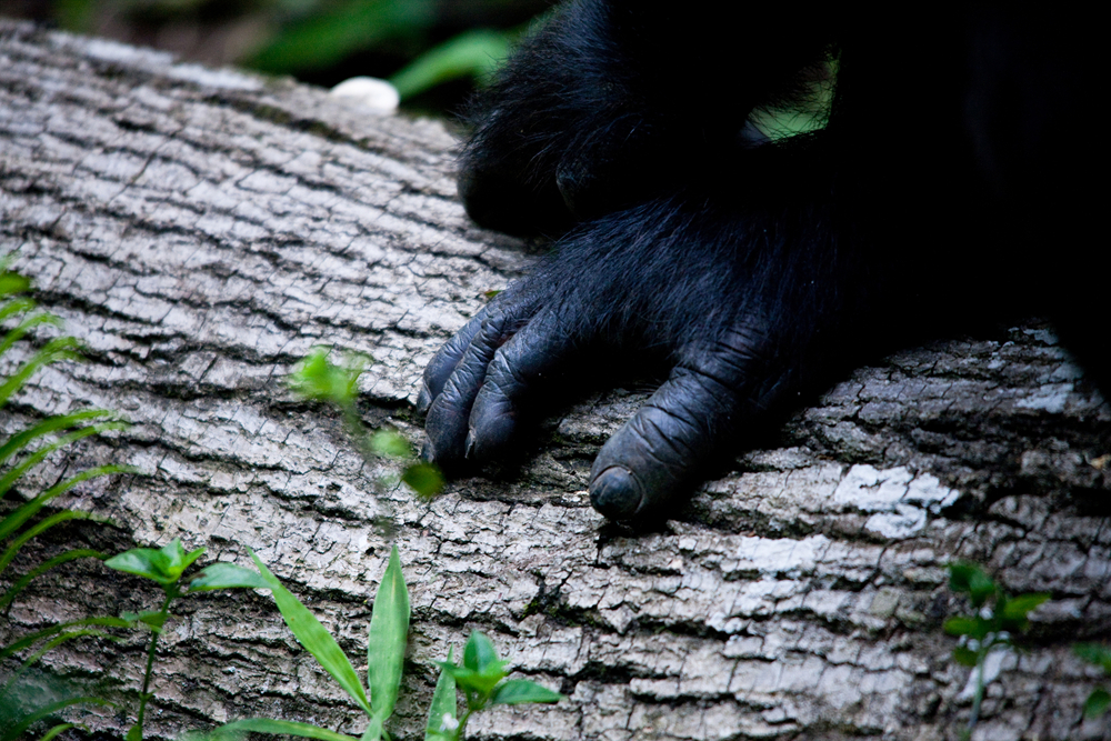UGANDA_APES09