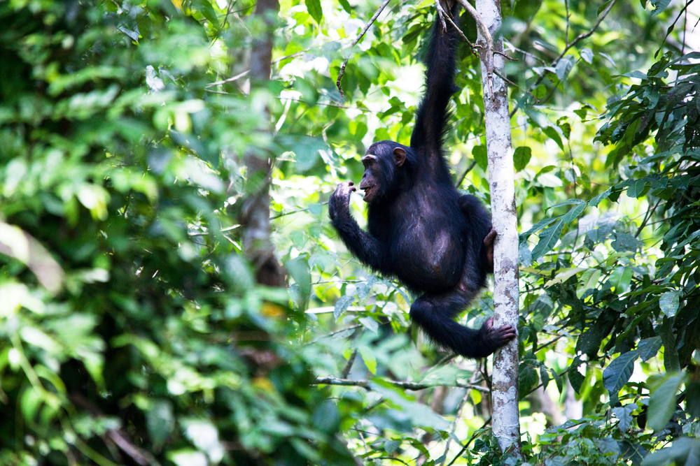 UGANDA_APES10