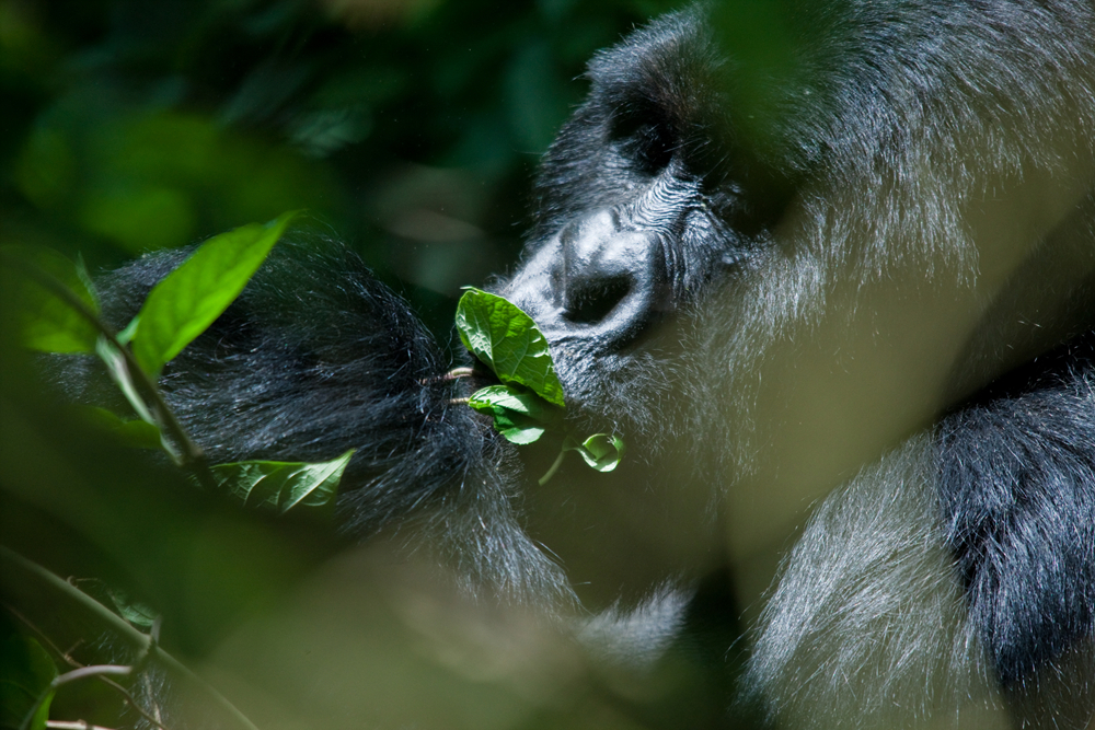 UGANDA_APES11