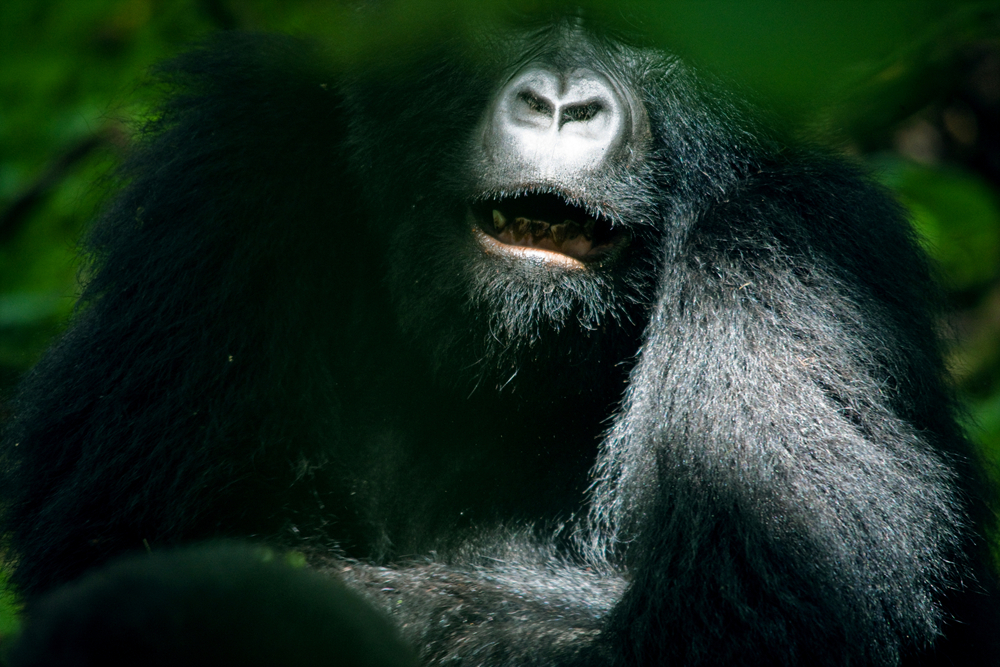 UGANDA_APES12