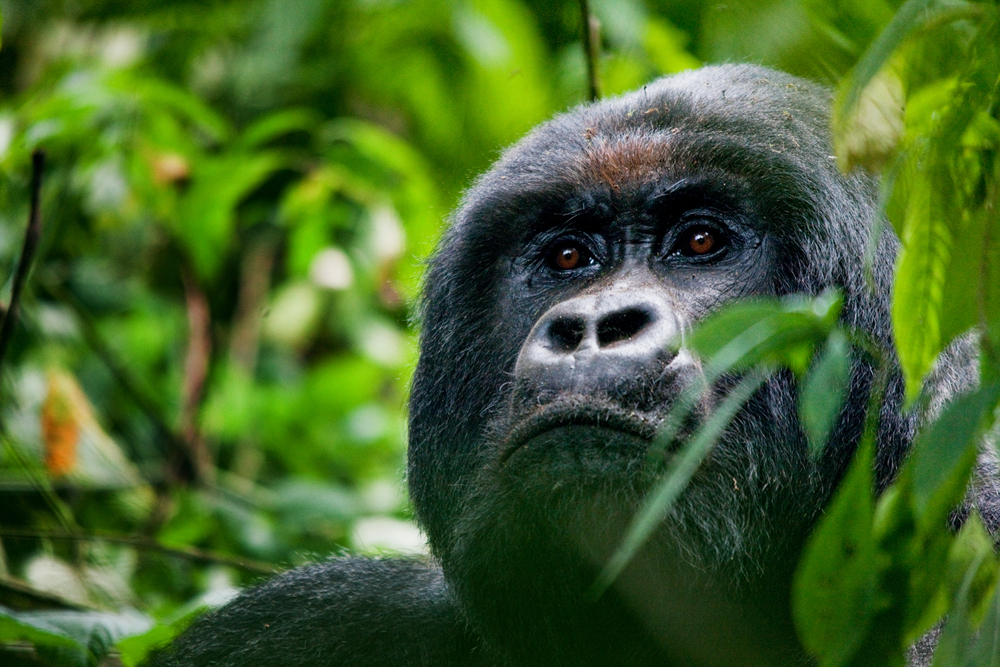 UGANDA_APES14