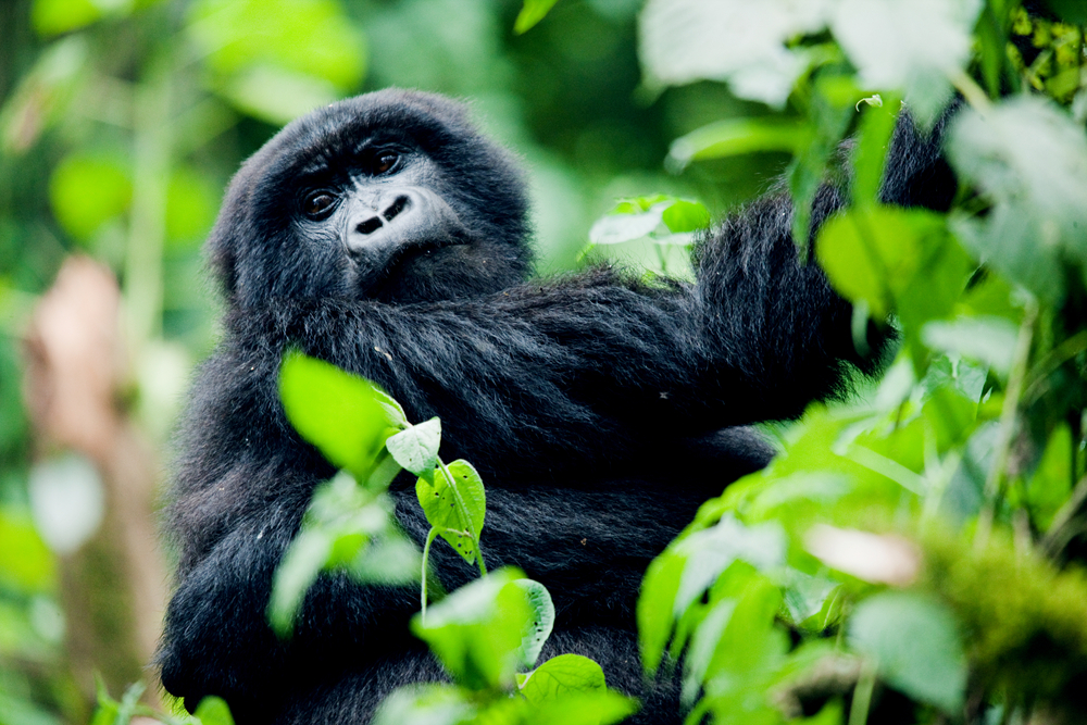 UGANDA_APES15