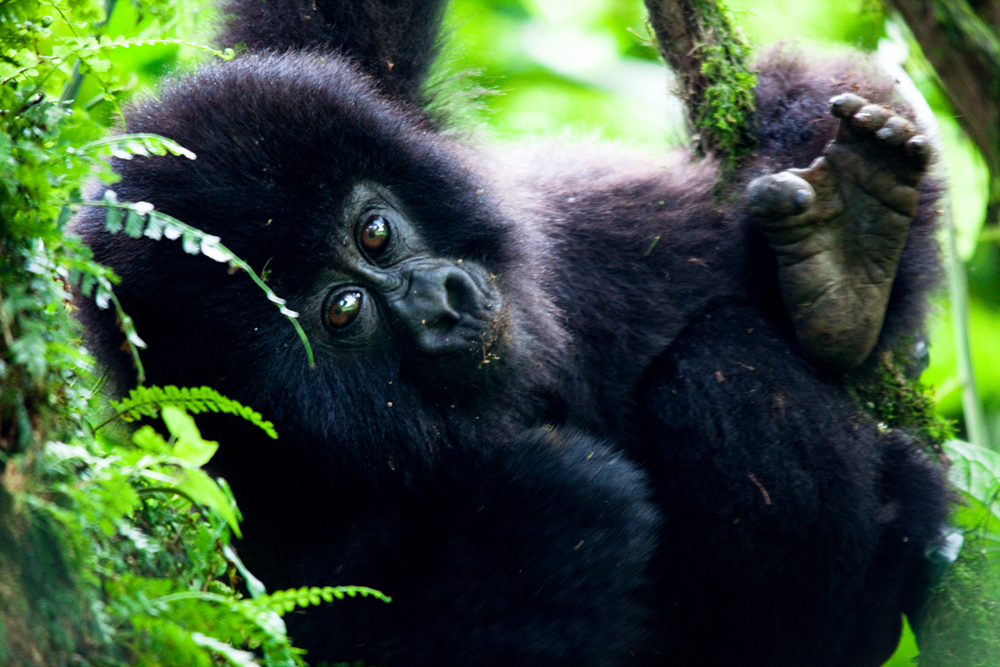 UGANDA_APES16