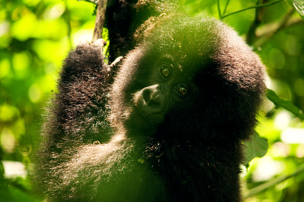 UGANDA_APES17